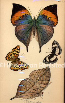 /data/Original Prints/Natural History/BUTTERFLIES AND MOTHS - 1. 2. KILLIMA BUTTONI 3. NEPTIS MICOMEDES.jpg
